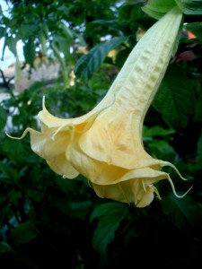 Brugmansia Angels Endless Summer