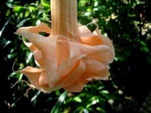 Brugmansia Angels Flight