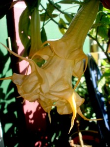 Brugmansia Angels Golden Dream