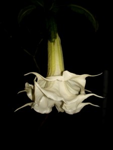 Brugmansia Angels Moonlight