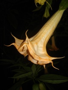 Brugmansia Summerset