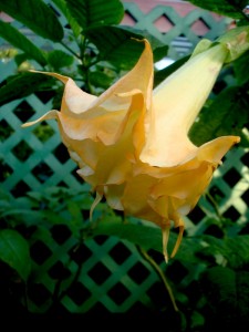 Brugmansia Angels Sunrose