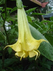 Brugmansia Angels Swingtime