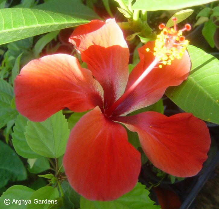 Hibiscus Rose Scott