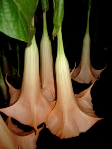 Brugmansia Apricot Queen