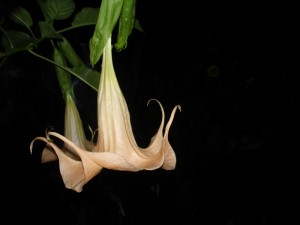 Brugmansia Apricot Riese