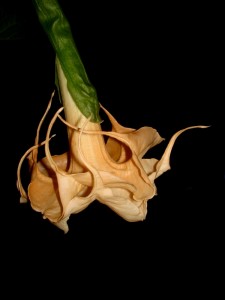 Brugmansia Belshazzar