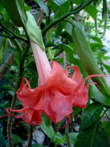 Brugmansia Berkonigin