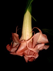 Brugmansia Adeline