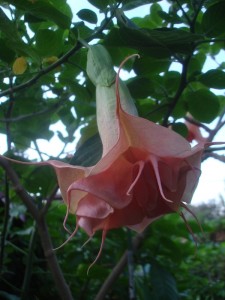 Brugmansia Ashoka