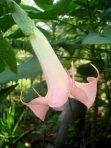 Brugmansia Bad Angel