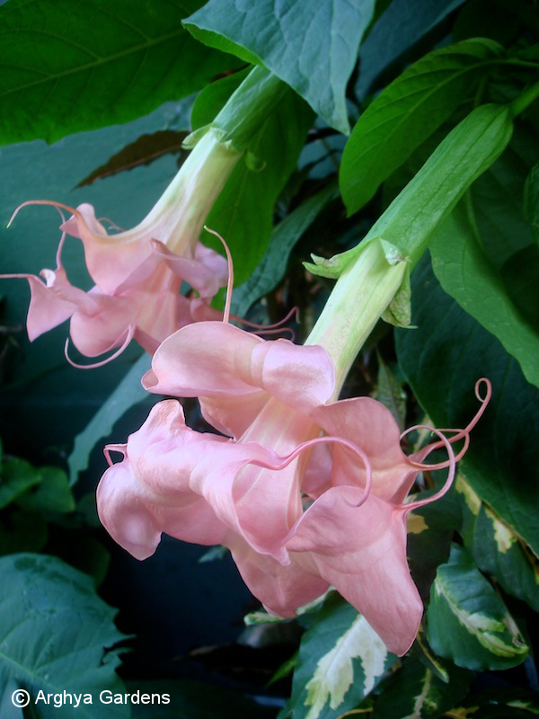 Brugmansia Double Dark Rosetta