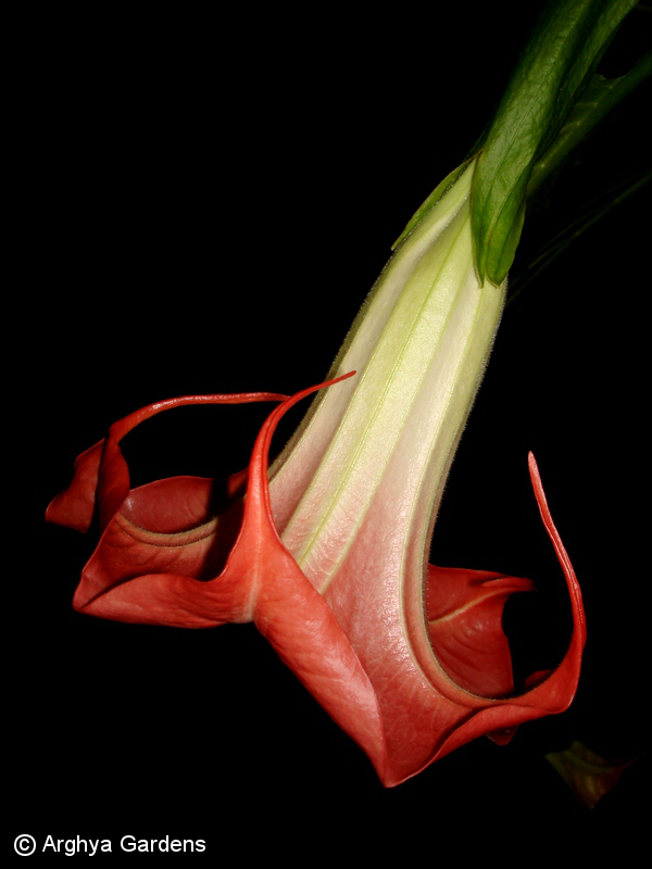 Brugmansia Dola