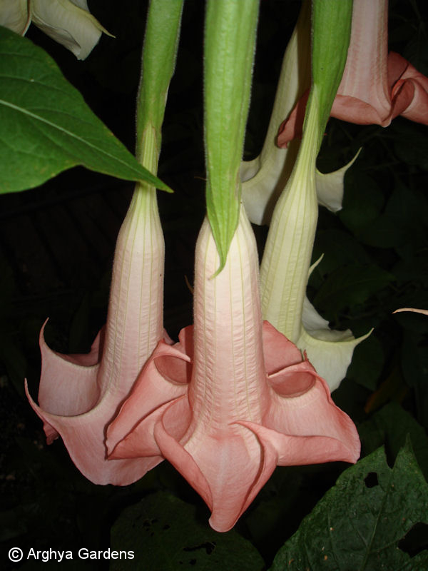 Brugmansia Ecuador Pink