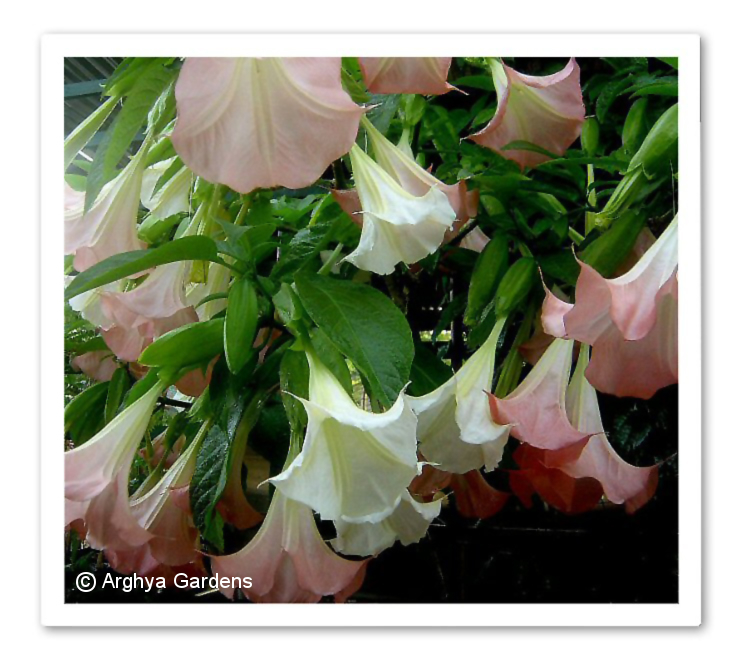 Brugmansia European 90-95