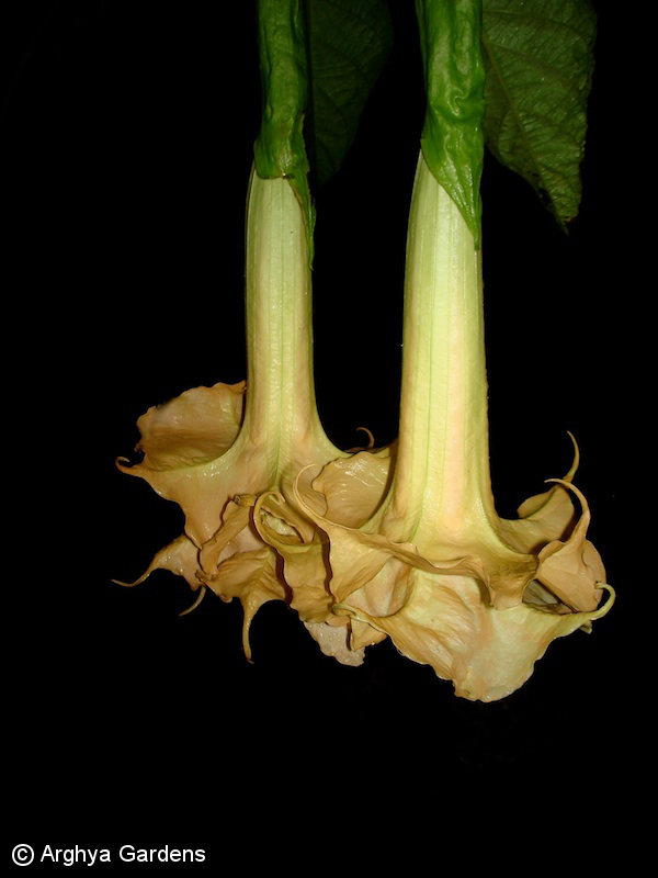 Brugmansia Flame