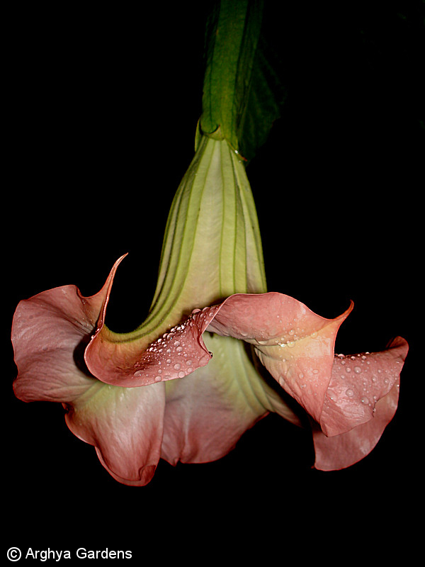 Brugmansia Flamenco