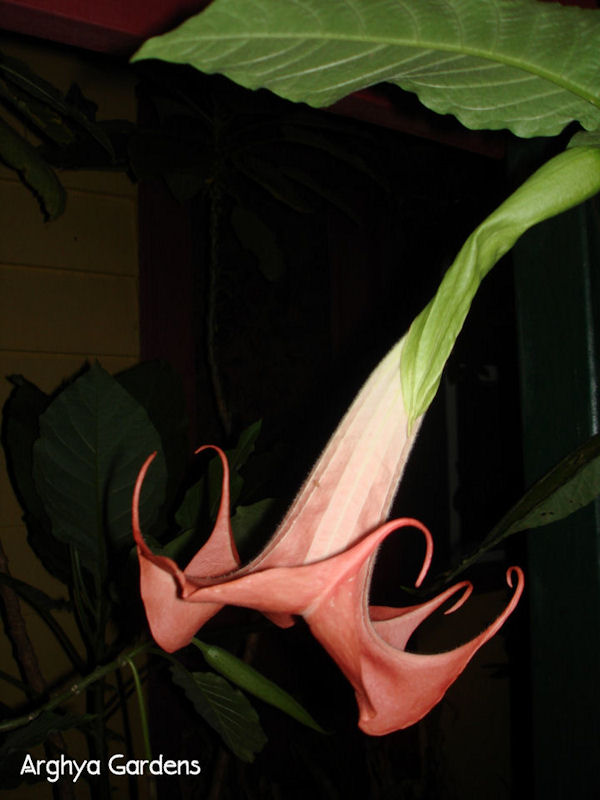 Brugmansia Flirtation