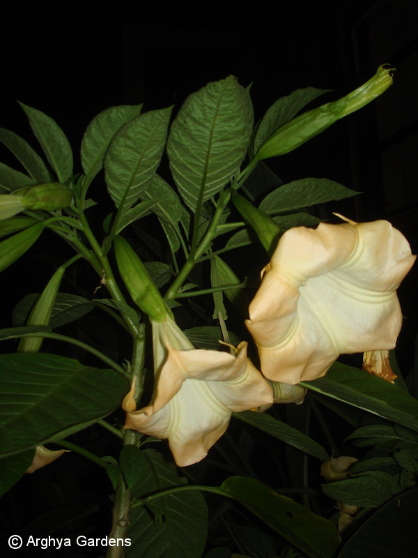 Brugmansia Inca Sun