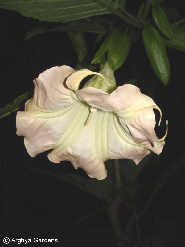 Brugmansia Jacayna