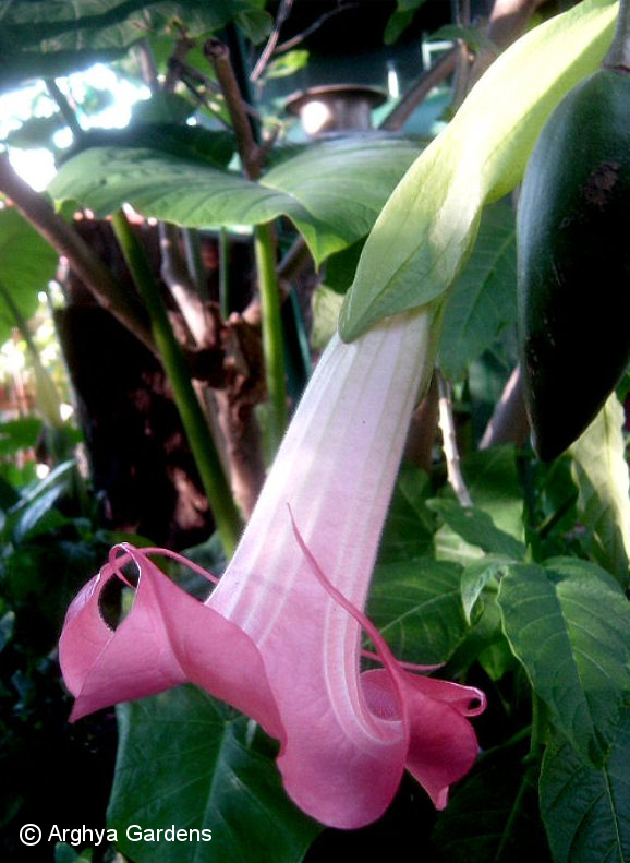 Brugmansia Pink Beauty