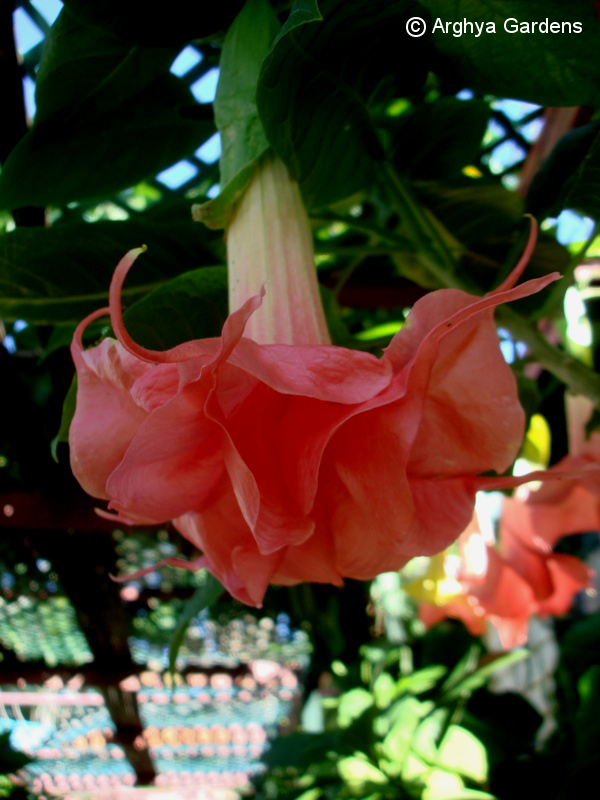 Brugmansia Fleming Island Rachel