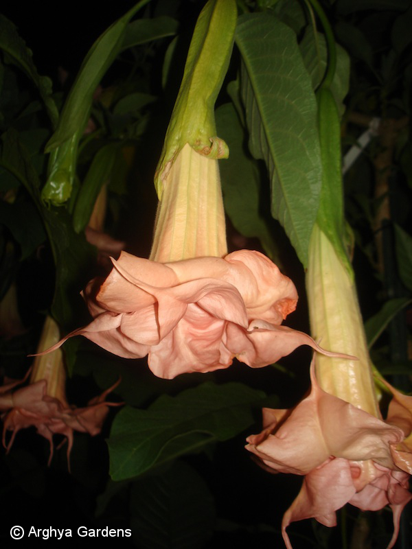 Brugmansia Sam