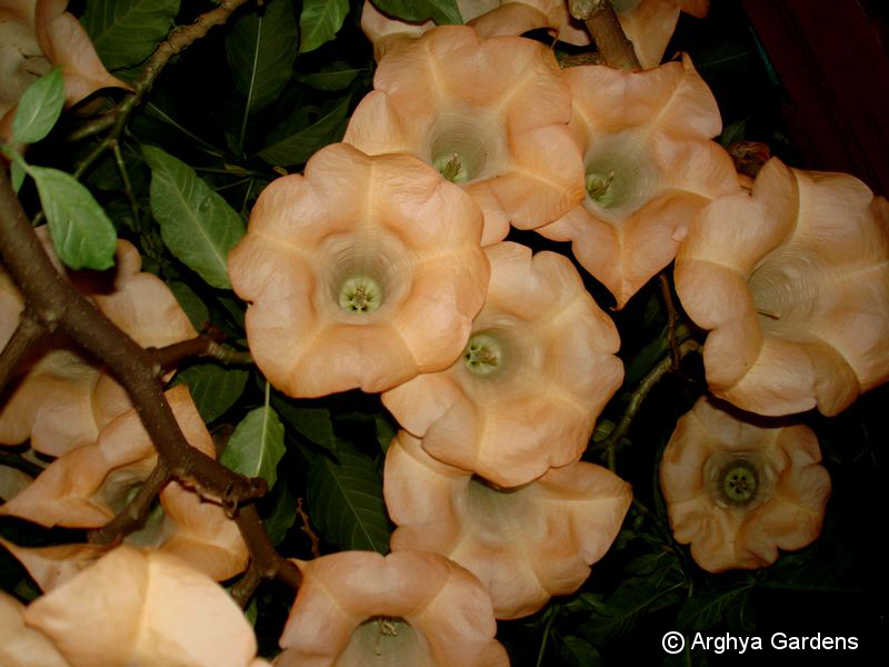 Brugmansia Versicolor Apricot