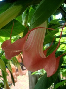 Brugmansia Chablis