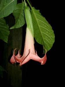 Brugmansia Cherub