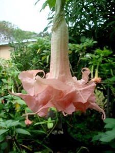 Brugmansia Chesa