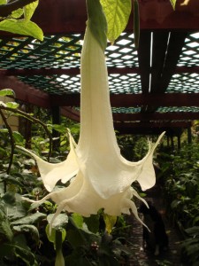 Brugmansia Creamsickle