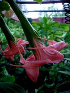 Brugmansia Crown Of Thorns