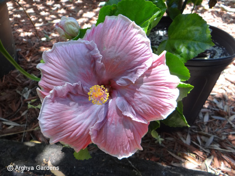 Hibiscus Unforgetable