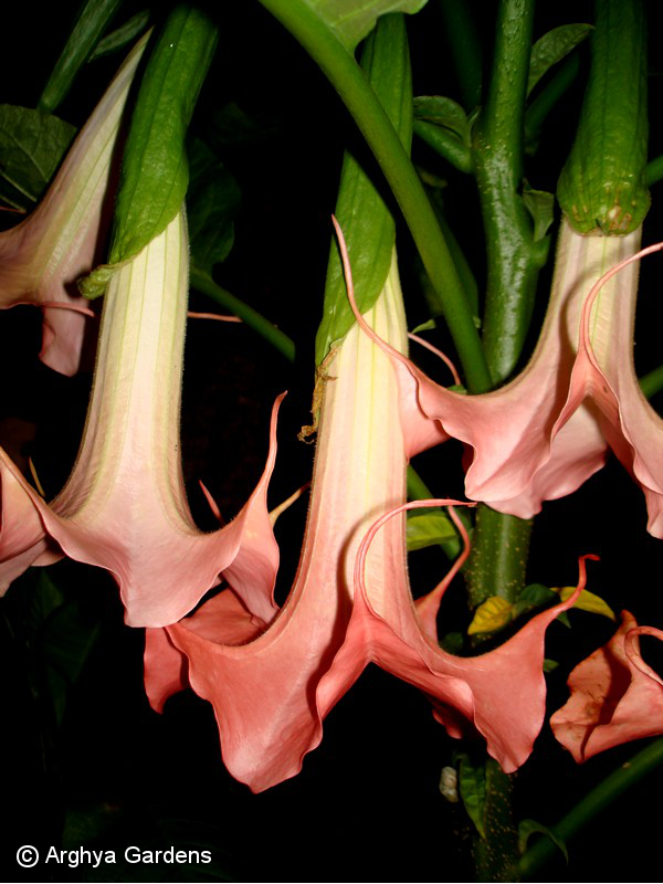 Brugmansia Dansa Rubir