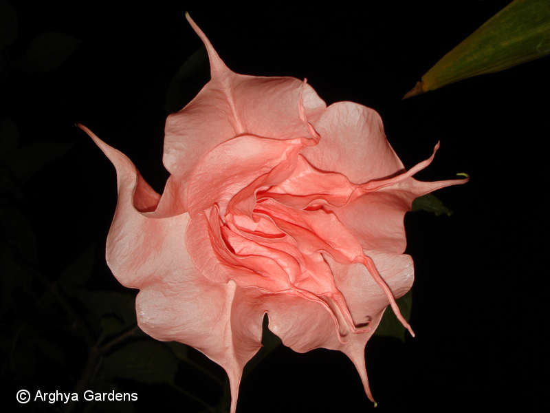 Brugmansia Daydreams