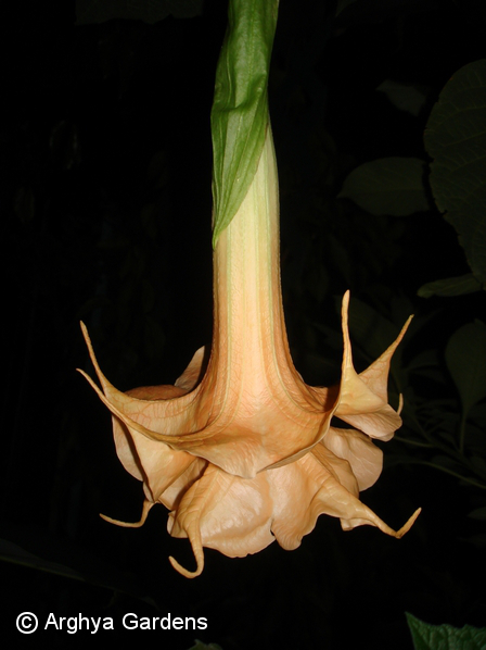 Brugmansia Desiree