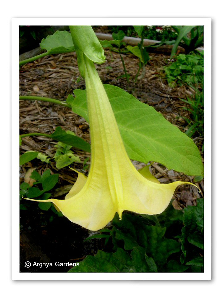 Brugmansia Dr. Seuss