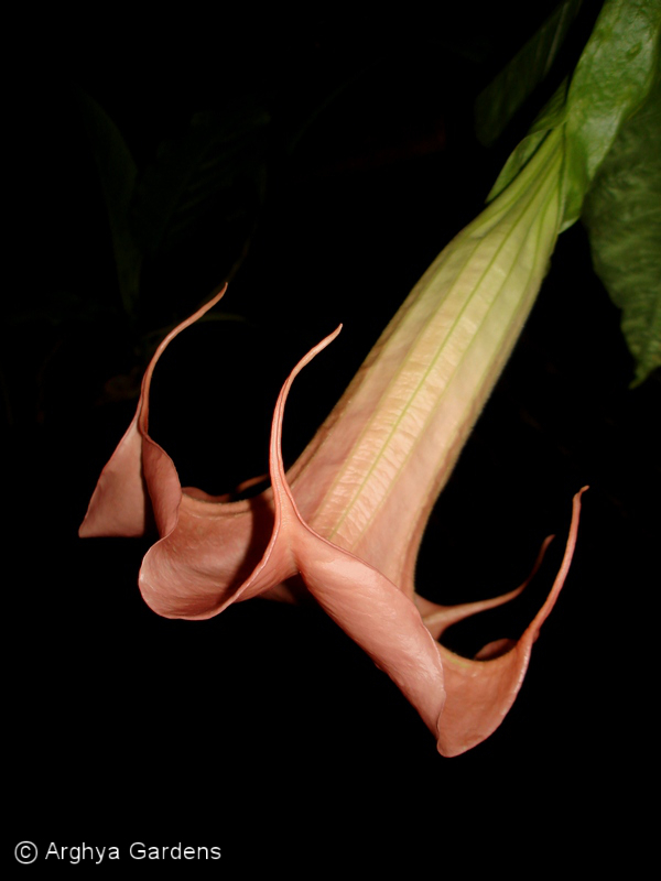 Brugmansia Earth Angel