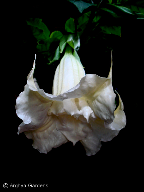 Brugmansia Fatso