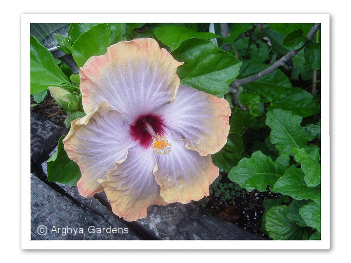 Hibiscus Fifth Dimension