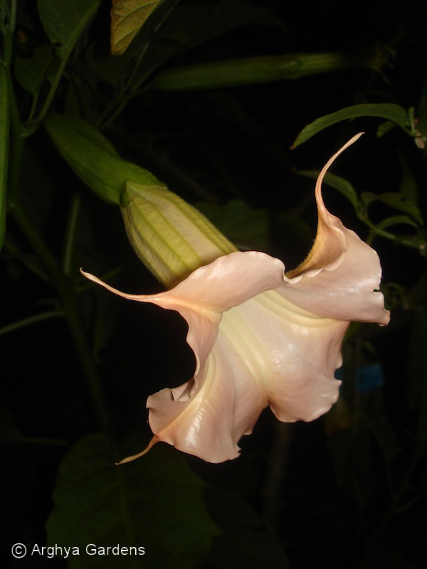 Brugmansia First Belle