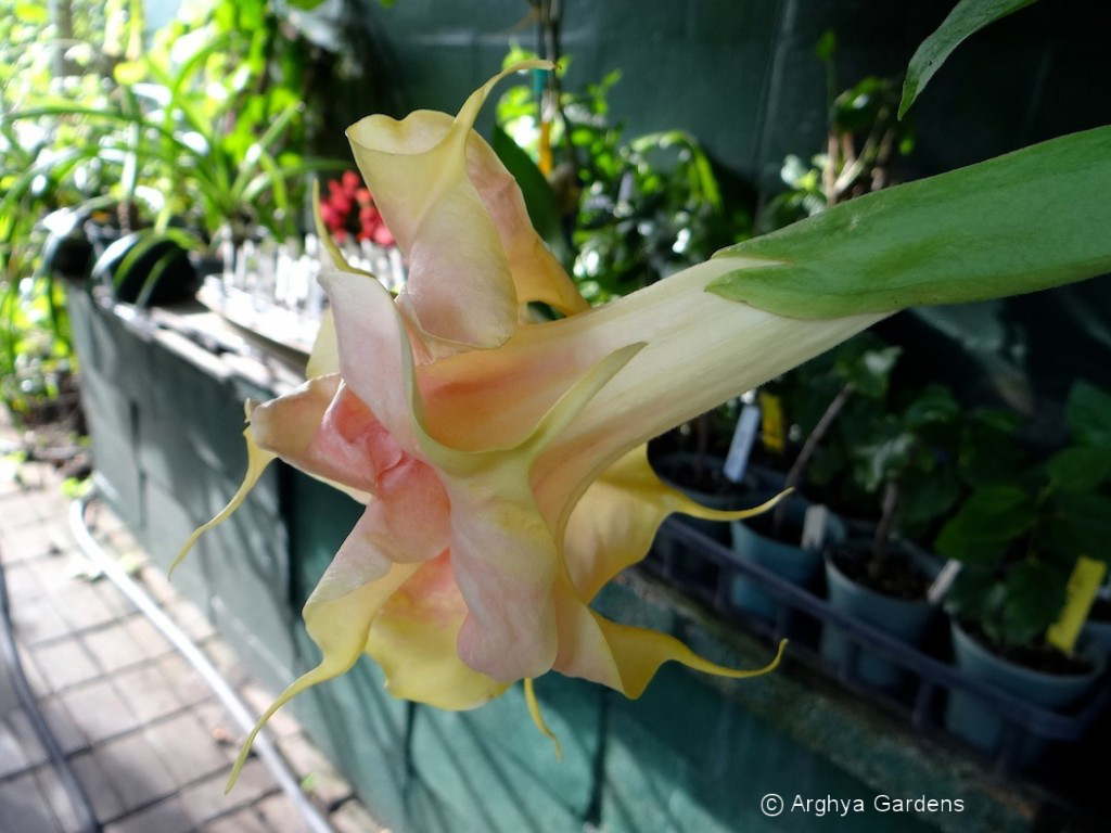 Brugmansia Fruit Salad