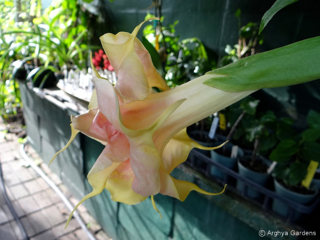 Brugmansia Fruit Salad