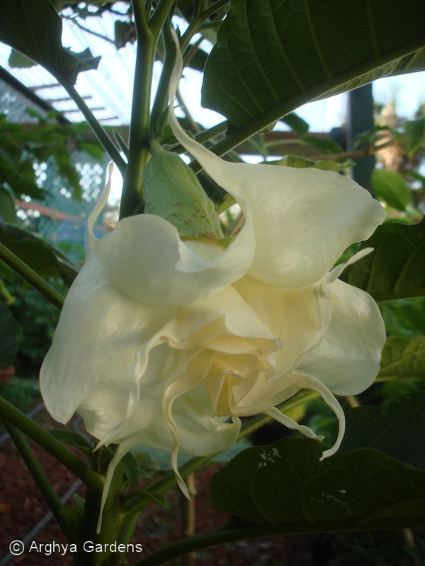 Brugmansia Golden Lady