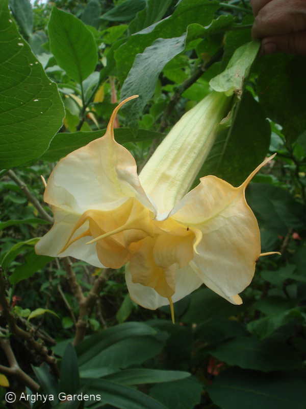 Brugmansia Hazelnut Buttercup