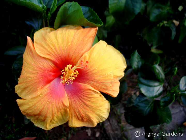 Hibiscus Hawaiian Sunset