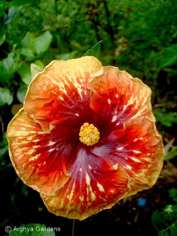 Hibiscus Heartbreak Hotel