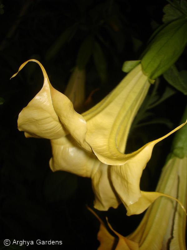 Brugmansia Herrenhauser Gold