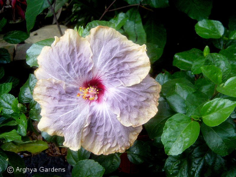 Hibiscus Gabriel